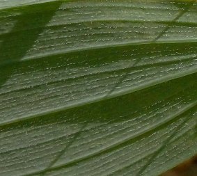 Hairy Solomon’s Seal, Small Solomon’s Seal - Polygonatum pubescens