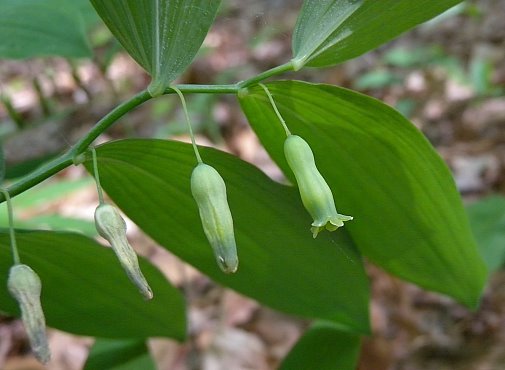 Hairy Solomon’s Seal, Small Solomon’s Seal - Polygonatum pubescens 2