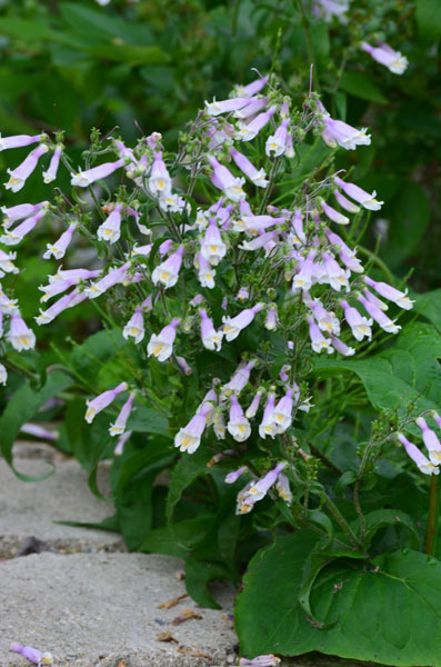 Hairy Beardtongue - Penstemon hirsutus 2