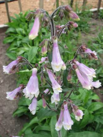 Hairy Beardtongue - Penstemon hirsutus 3