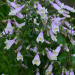 Hairy Beardtongue - Penstemon hirsutus