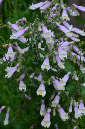 Hairy Beardtongue - Penstemon hirsutus