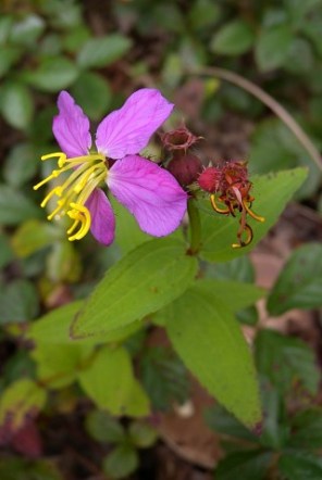 Handsome Harry, Virginia Meadow Beauty - Rhexia virginica