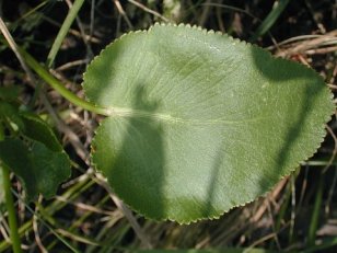 Heart-leaf Golden Alexanders, Meadow Zizia - Zizia aptera