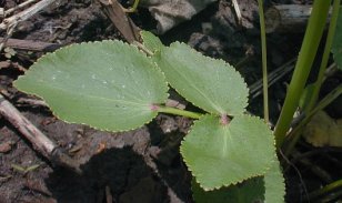 Heart-leaf Golden Alexanders, Meadow Zizia - Zizia aptera 2