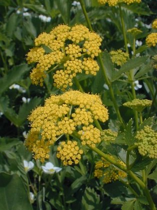 Heart-leaf Golden Alexanders, Meadow Zizia - Zizia aptera 1