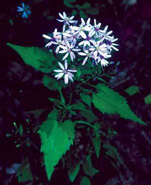 Heart-leaved Aster, Common Blue Wood Aster - Symphyotrichum cordifolium (Aster cordifolius) 1