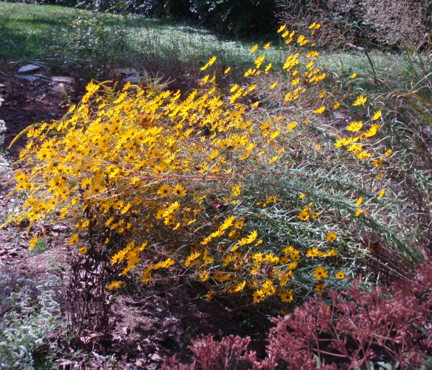 Narrow-leaved Sunflower, Swamp Sunflower - Helianthus angustifolius 2