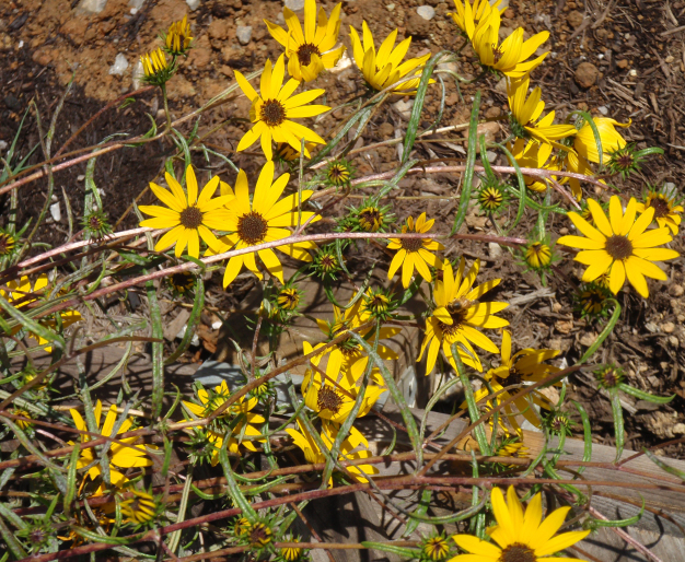 Narrow-leaved Sunflower, Swamp Sunflower - Helianthus angustifolius
