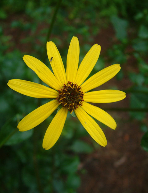 Dark-eyed Sunflower, Appalachian Sunflower, Purpledisk Sunflower - Helianthus atrorubens
