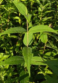 Hairy Sunflower, Rough Sunflower, Stiff-hair Sunflower, Bristly Sunflower, Whiskered Sunflower - Helianthus hirsutus 4