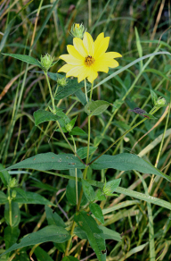 Hairy Sunflower, Rough Sunflower, Stiff-hair Sunflower, Bristly Sunflower, Whiskered Sunflower - Helianthus hirsutus 2