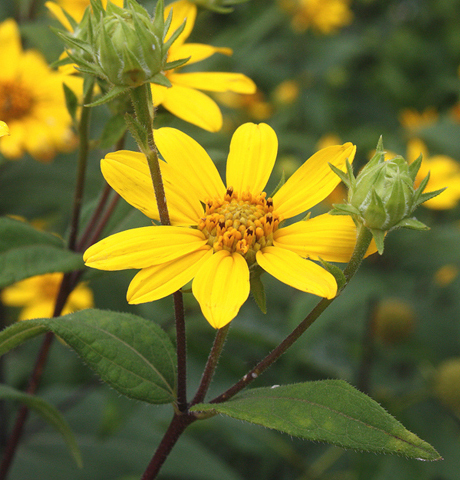 Hairy Sunflower, Rough Sunflower, Stiff-hair Sunflower, Bristly Sunflower, Whiskered Sunflower - Helianthus hirsutus