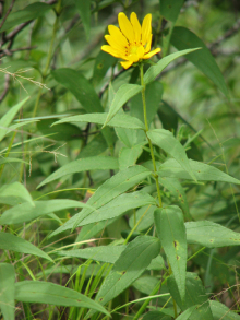 Hairy Sunflower, Rough Sunflower, Stiff-hair Sunflower, Bristly Sunflower, Whiskered Sunflower - Helianthus hirsutus 3