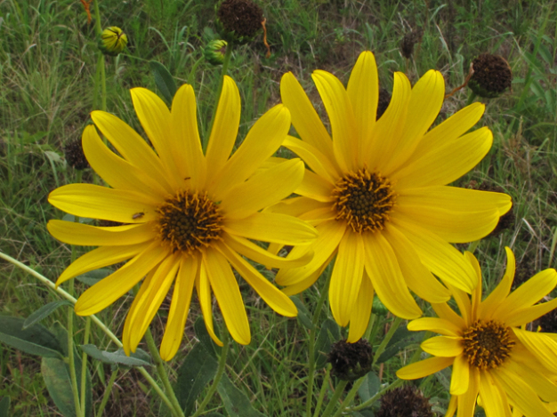 Cheerful Sunflower, Morning Sun Sunflower - Helianthus x laetiflorus (H. scaberrimus) 1