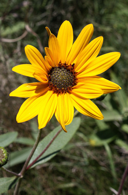 Cheerful Sunflower, Morning Sun Sunflower - Helianthus x laetiflorus (H. scaberrimus)