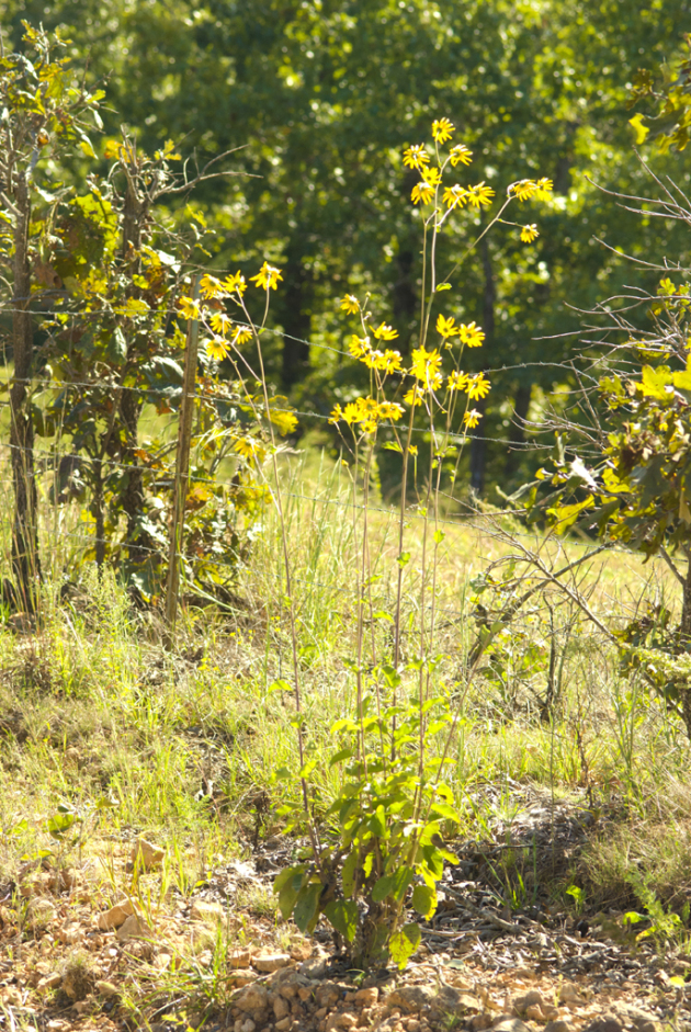 Rosinweed Sunflower, Ozark Sunflower, Silphium Sunflower - Helianthus silphioides