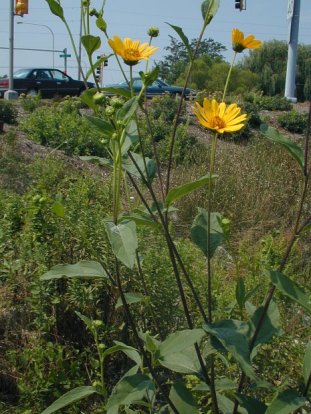 Jerusalem Artichoke, Sunchoke - Helianthus tuberosus 2