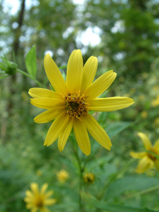 Jerusalem Artichoke, Sunchoke - Helianthus tuberosus