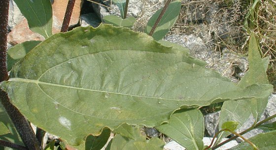 Jerusalem Artichoke, Sunchoke - Helianthus tuberosus 1