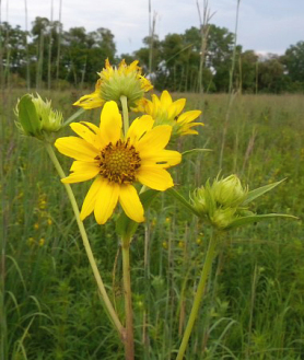 Giant Sunflower, Tall Sunflower - Helianthus giganteus