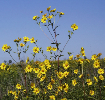 Giant Sunflower, Tall Sunflower - Helianthus giganteus 1