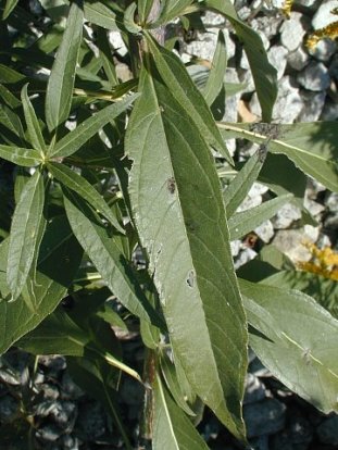 Sawtooth Sunflower - Helianthus grosseserratus 2