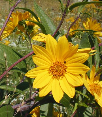 Sawtooth Sunflower - Helianthus grosseserratus 3