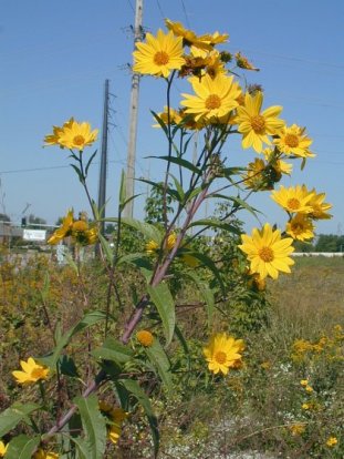 Sawtooth Sunflower - Helianthus grosseserratus