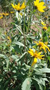 Maximilian’s Sunflower - Helianthus maximiliani 2