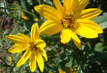 Maximilian’s Sunflower - Helianthus maximiliani