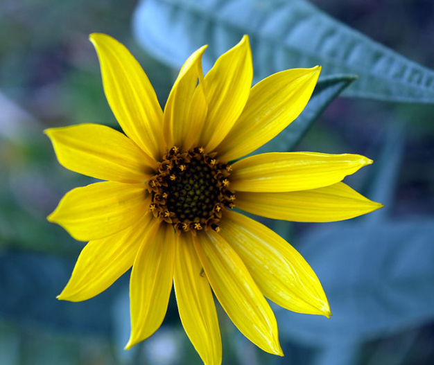 Maximilian’s Sunflower - Helianthus maximiliani 3