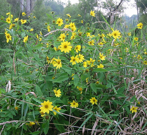 Small-headed Sunflower, Small Woodland Sunflower - Helianthus microcephalus