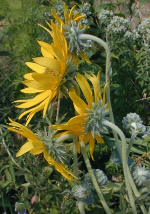 Ashy Sunflower, Downy Sunflower