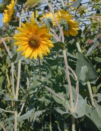 Helianthus mollis - Ashy Sunflower, Downy Sunflower