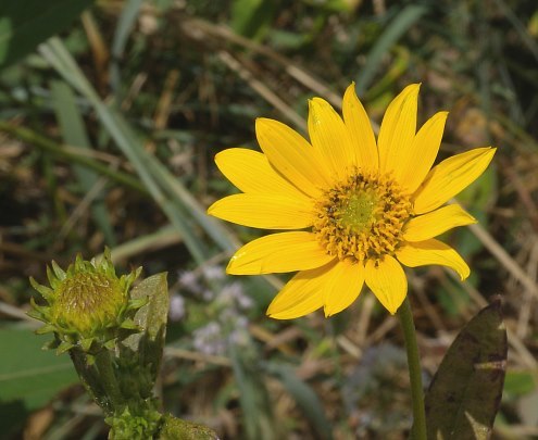 Fewleaf Sunflower, Western Sunflower - Helianthus occidentalis