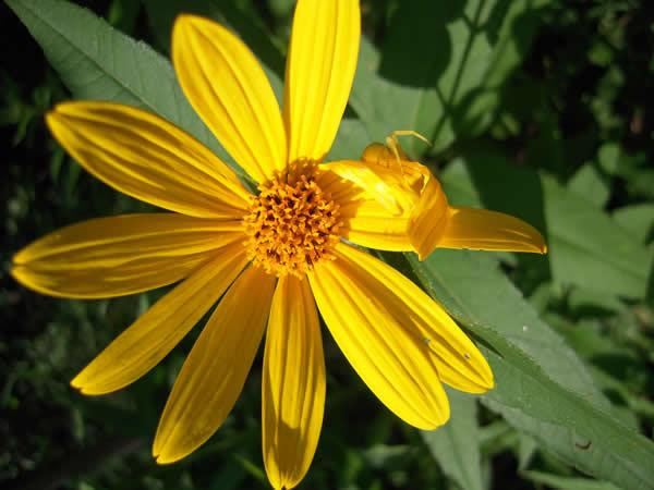 Pale-leafed Sunflower, Paleleaf Woodland Sunflower - Helianthus strumosus