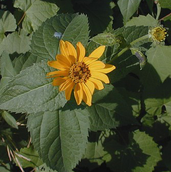 Early Sunflower, Smooth Oxeye - Heliopsis helianthoides 1