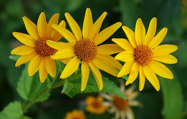 Early Sunflower, Smooth Oxeye - Heliopsis helianthoides