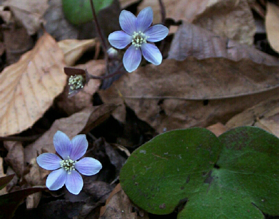 Round-lobed Liverleaf - Hepatica americana