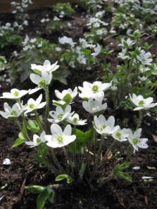 Sharp-lobed Liverleaf, Sharplobe Hepatica - Hepatica acutiloba