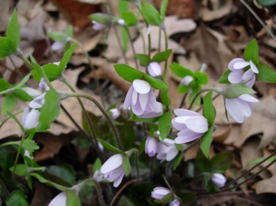 Sharp-lobed Liverleaf, Sharplobe Hepatica - Hepatica acutiloba 2