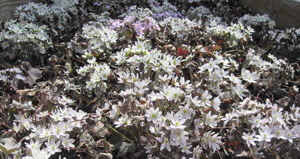 Sharp-lobed Liverleaf, Sharplobe Hepatica - Hepatica acutiloba 4