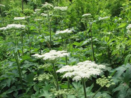 Cow Parsnip - Heracleum maximum