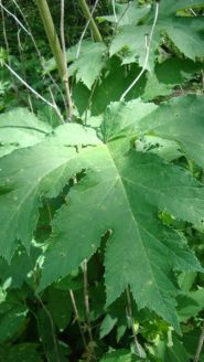 Cow Parsnip - Heracleum maximum