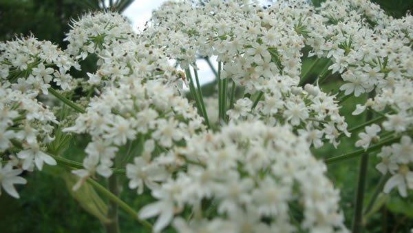 Cow Parsnip - Heracleum maximum