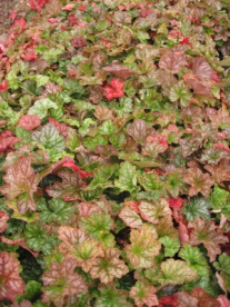 Longflower Alumroot - Heuchera longiflora 2