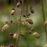 Longflower Alumroot - Heuchera longiflora 4