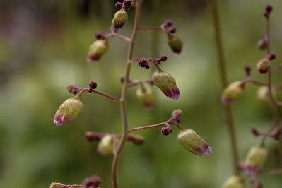 Longflower Alumroot - Heuchera longiflora 4