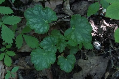 Longflower Alumroot - Heuchera longiflora 3